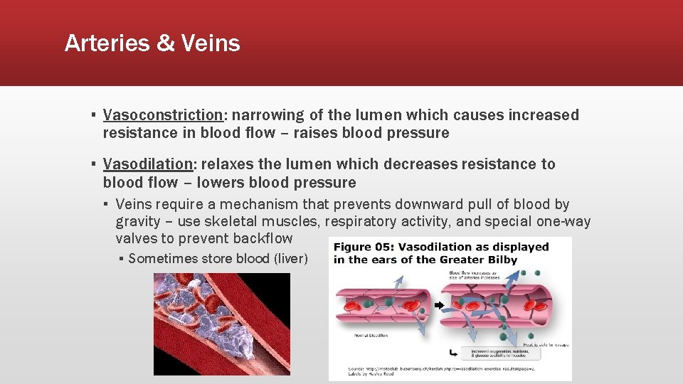 Arteries & Veins ▪ Vasoconstriction: narrowing of the lumen which causes increased resistance in