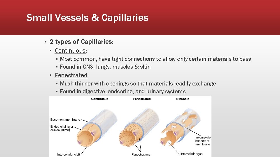 Small Vessels & Capillaries ▪ 2 types of Capillaries: ▪ Continuous: ▪ Most common,