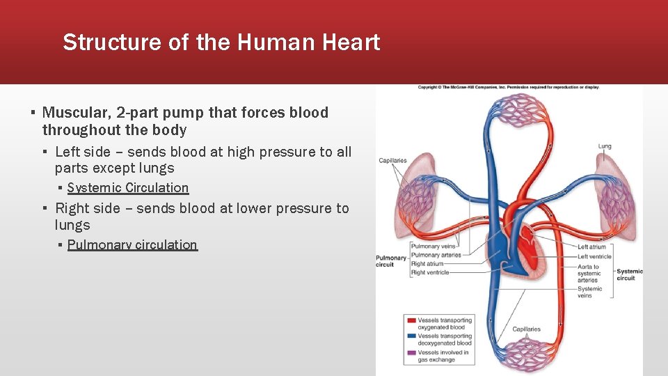 Structure of the Human Heart ▪ Muscular, 2 -part pump that forces blood throughout