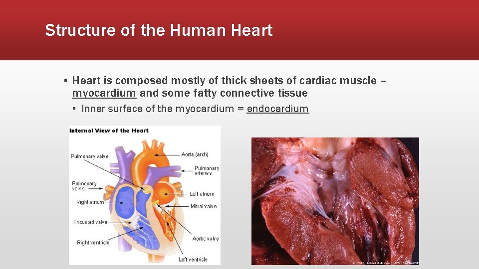 Structure of the Human Heart ▪ Heart is composed mostly of thick sheets of