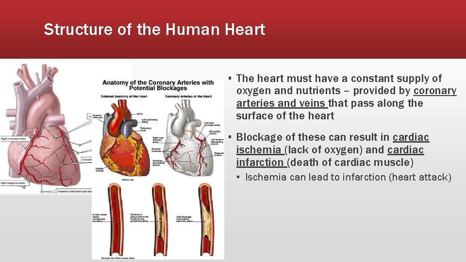 Structure of the Human Heart ▪ The heart must have a constant supply of