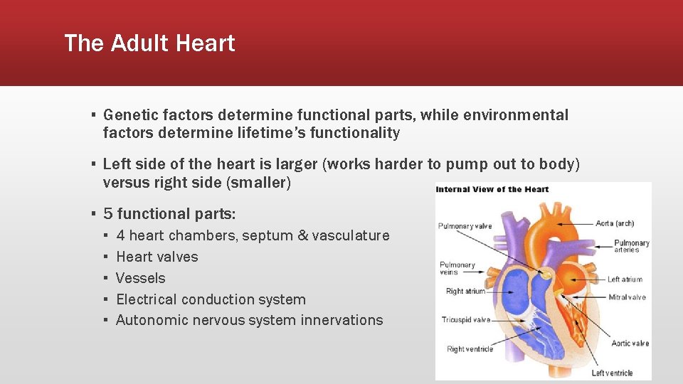 The Adult Heart ▪ Genetic factors determine functional parts, while environmental factors determine lifetime’s