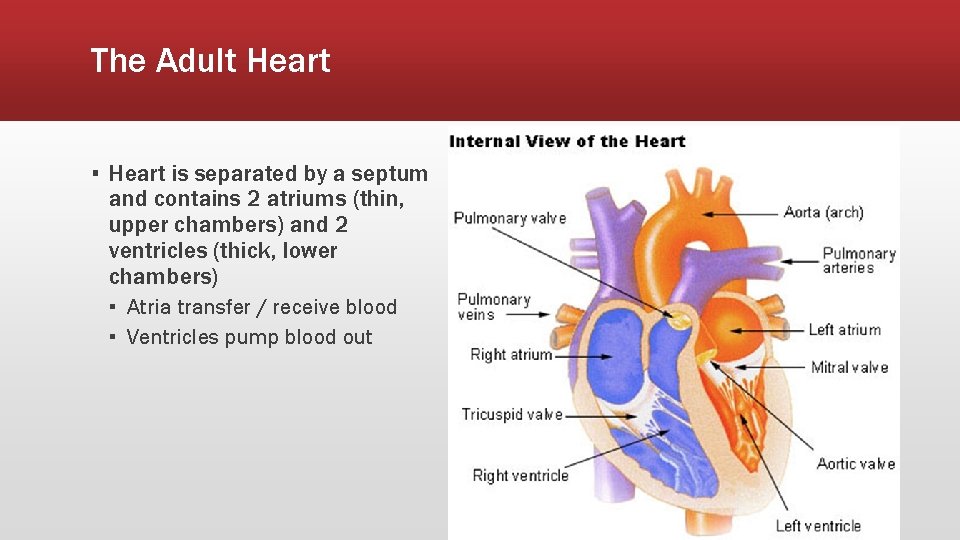 The Adult Heart ▪ Heart is separated by a septum and contains 2 atriums