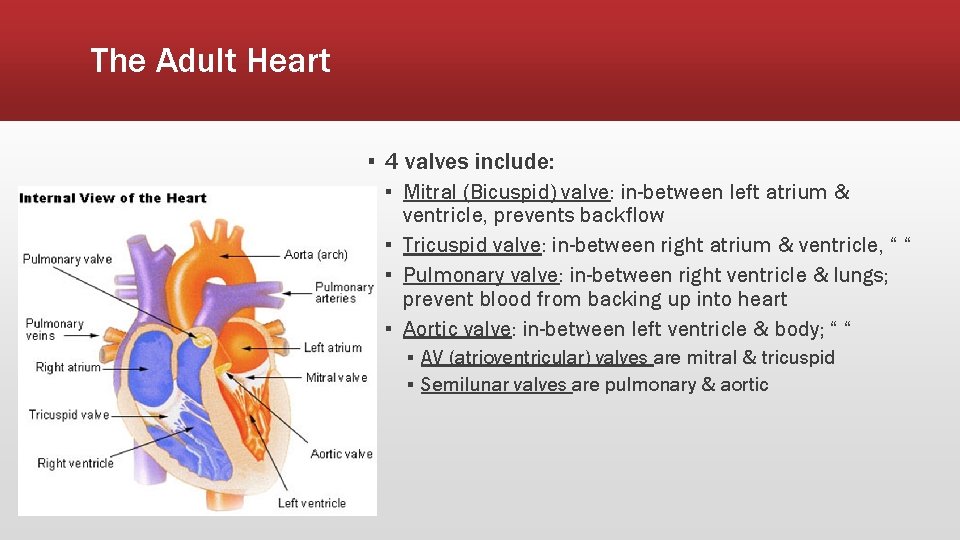 The Adult Heart ▪ 4 valves include: ▪ Mitral (Bicuspid) valve: in-between left atrium