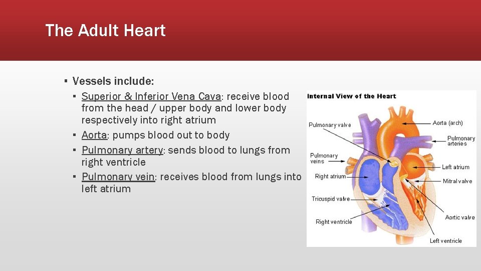 The Adult Heart ▪ Vessels include: ▪ Superior & Inferior Vena Cava: receive blood