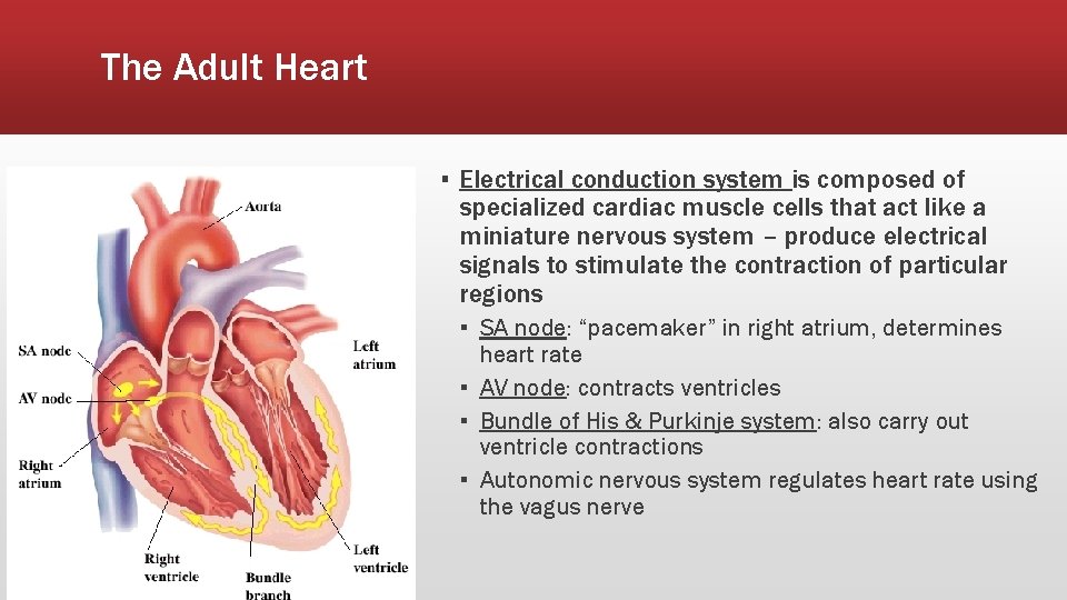 The Adult Heart ▪ Electrical conduction system is composed of specialized cardiac muscle cells