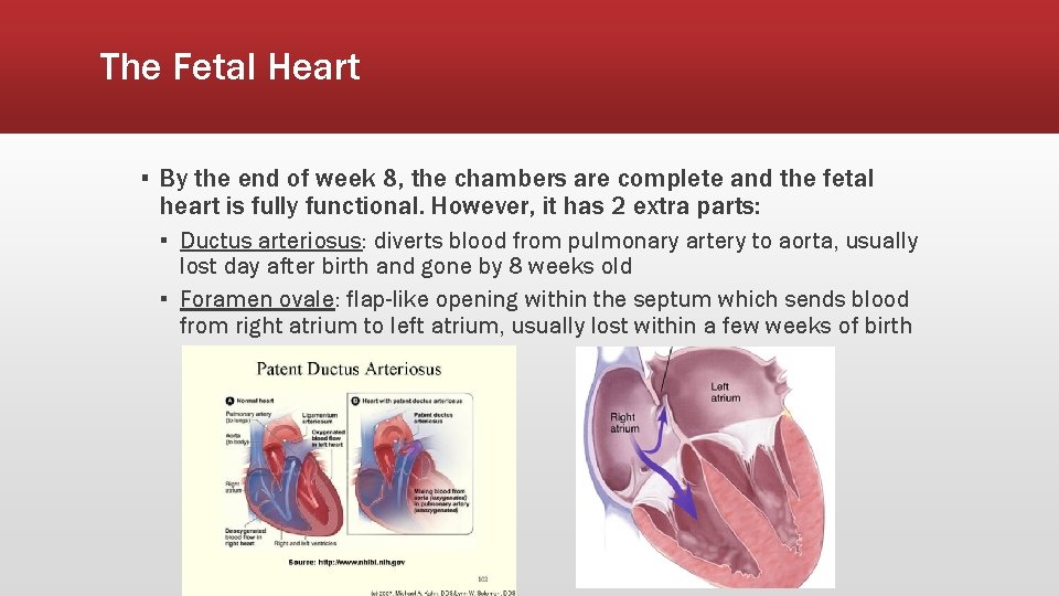 The Fetal Heart ▪ By the end of week 8, the chambers are complete