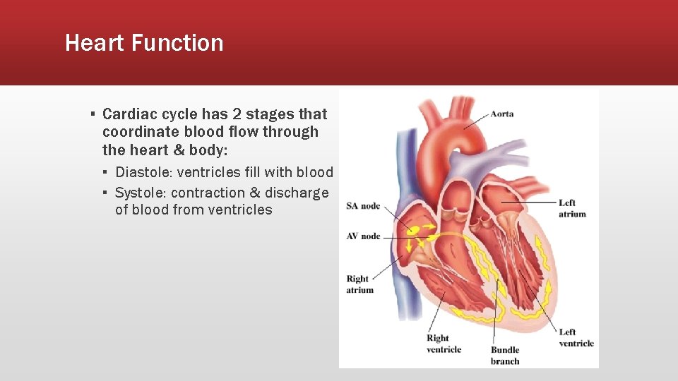 Heart Function ▪ Cardiac cycle has 2 stages that coordinate blood flow through the