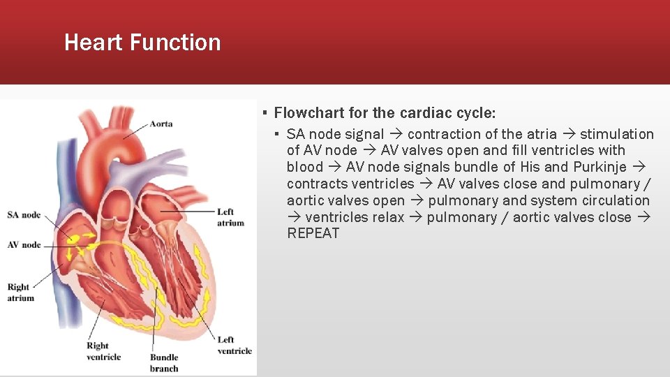 Heart Function ▪ Flowchart for the cardiac cycle: ▪ SA node signal contraction of