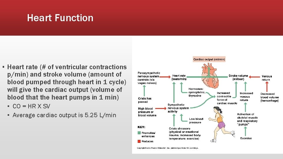 Heart Function ▪ Heart rate (# of ventricular contractions p/min) and stroke volume (amount