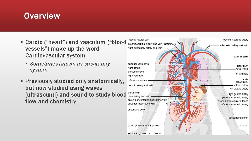 Overview ▪ Cardio (“heart”) and vasculum (“blood vessels”) make up the word Cardiovascular system