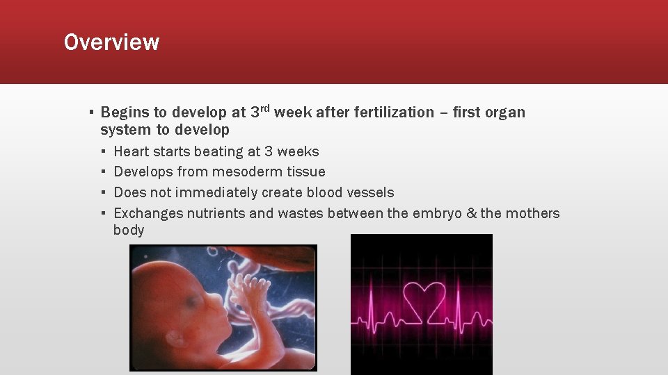 Overview ▪ Begins to develop at 3 rd week after fertilization – first organ