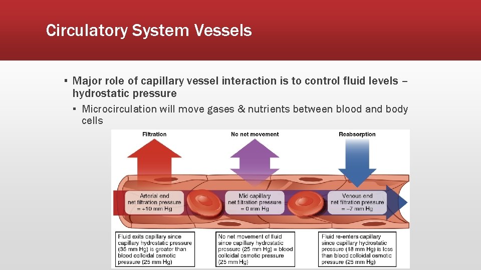 Circulatory System Vessels ▪ Major role of capillary vessel interaction is to control fluid