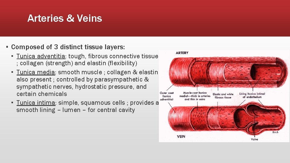 Arteries & Veins ▪ Composed of 3 distinct tissue layers: ▪ Tunica adventitia: tough,