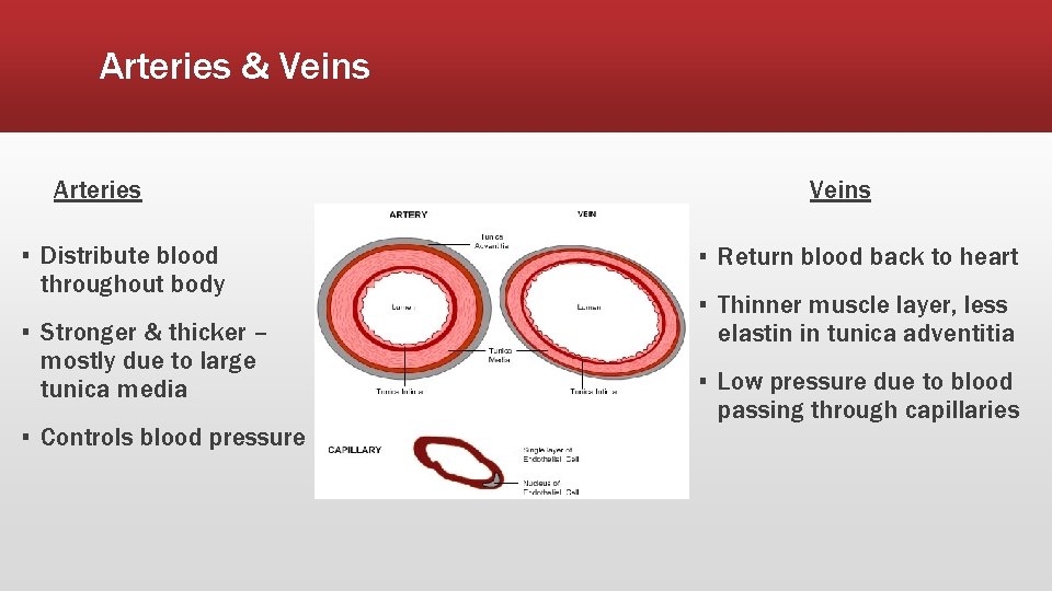 Arteries & Veins Arteries ▪ Distribute blood throughout body ▪ Stronger & thicker –