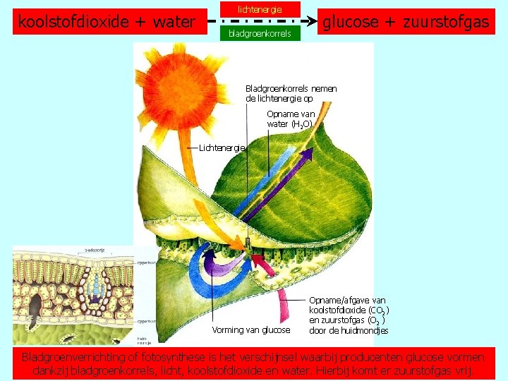 koolstofdioxide + water lichtenergie glucose + zuurstofgas bladgroenkorrels Bladgroenkorrels nemen de lichtenergie op Opname