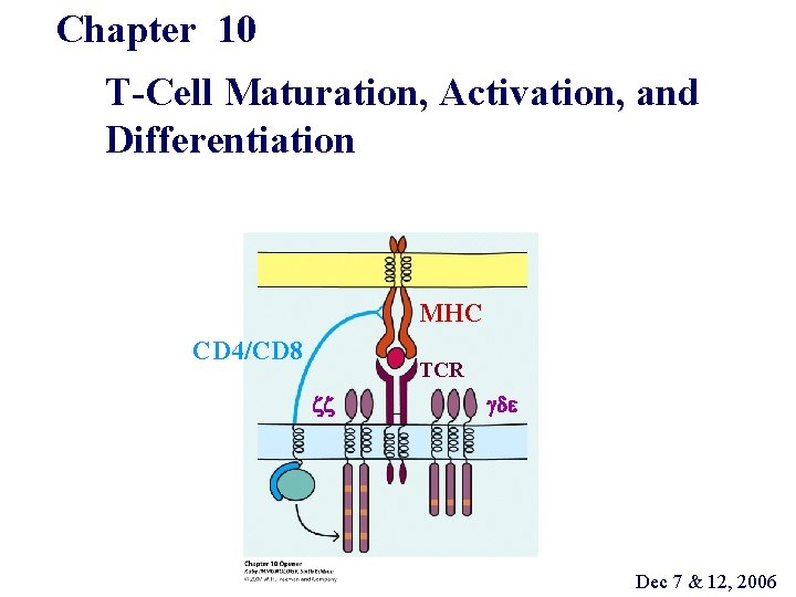 Chapter 10 T-Cell Maturation, Activation, and Differentiation MHC CD 4/CD 8 TCR zz gde