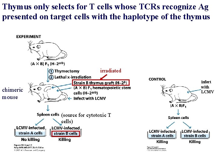 Thymus only selects for T cells whose TCRs recognize Ag presented on target cells