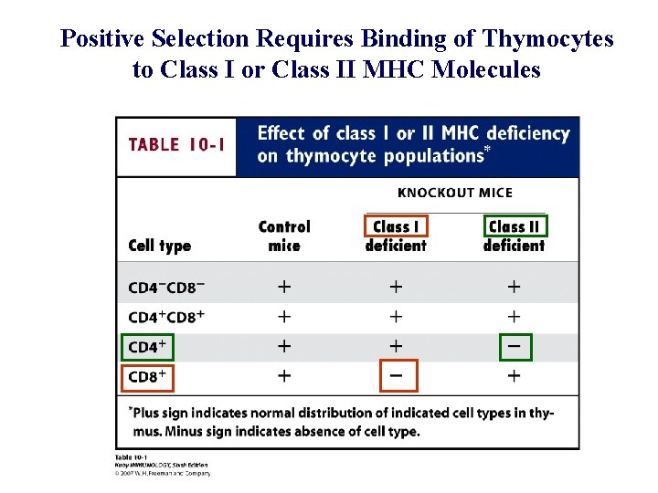 Positive Selection Requires Binding of Thymocytes to Class I or Class II MHC Molecules