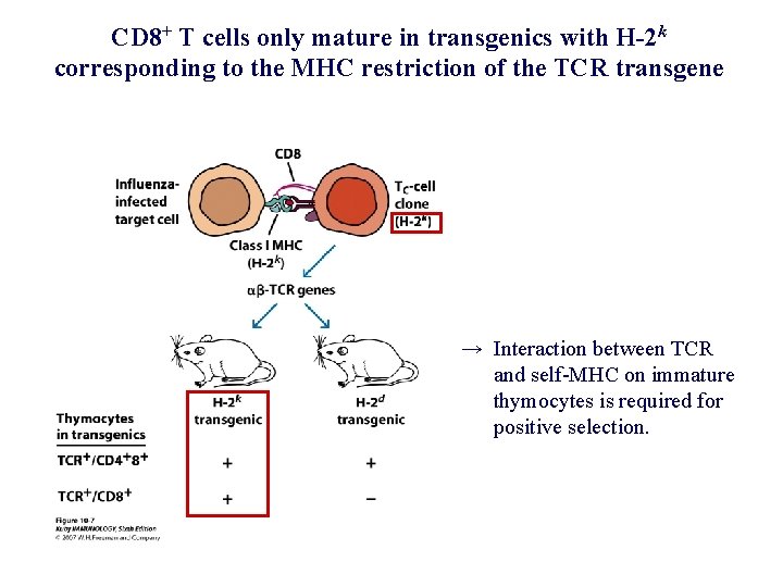 CD 8+ T cells only mature in transgenics with H-2 k corresponding to the