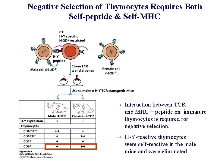 Negative Selection of Thymocytes Requires Both Self-peptide & Self-MHC ♂ ♀ → Interaction between