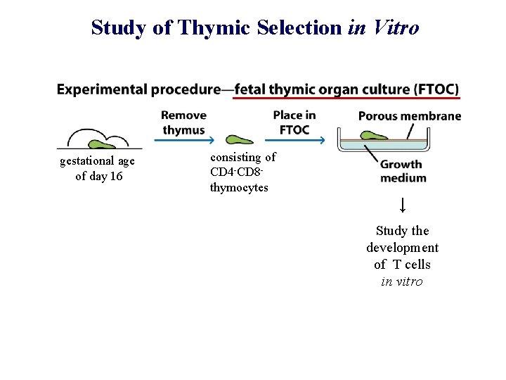 Study of Thymic Selection in Vitro gestational age of day 16 consisting of CD