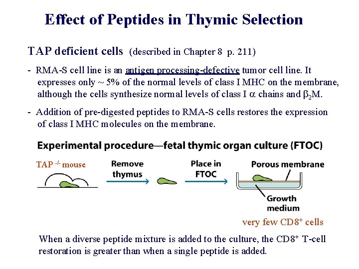 Effect of Peptides in Thymic Selection TAP deficient cells (described in Chapter 8 p.