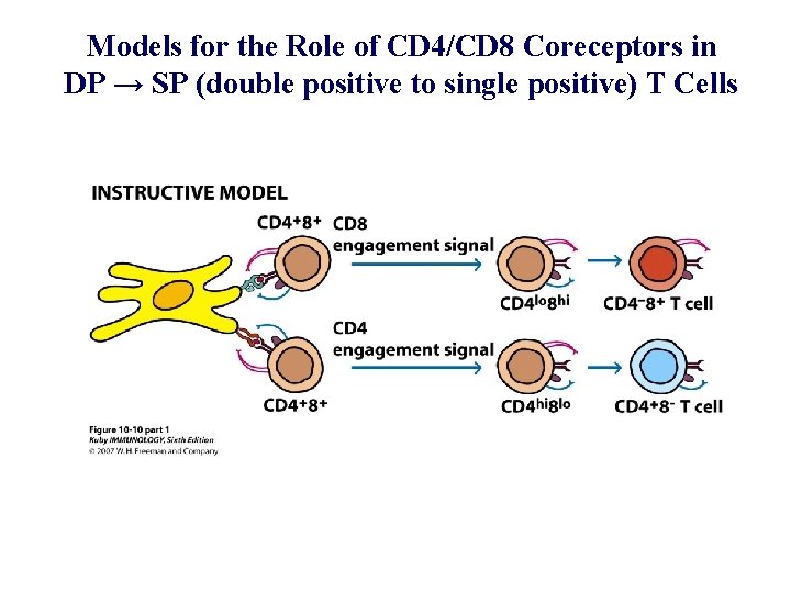 Models for the Role of CD 4/CD 8 Coreceptors in DP → SP (double