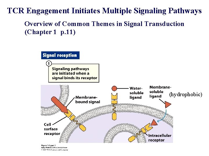 TCR Engagement Initiates Multiple Signaling Pathways Overview of Common Themes in Signal Transduction (Chapter