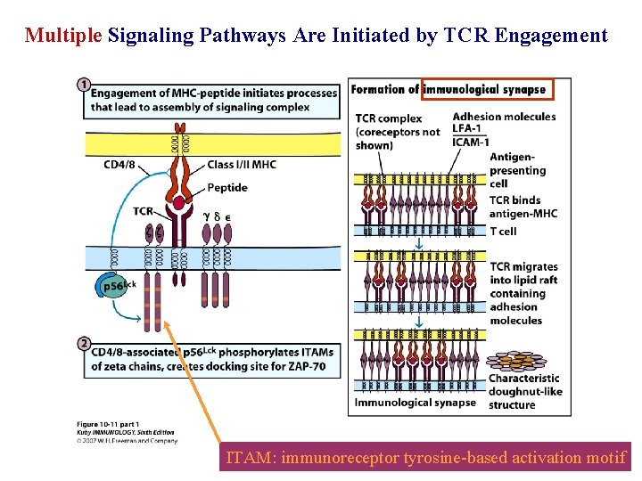Multiple Signaling Pathways Are Initiated by TCR Engagement ITAM: immunoreceptor tyrosine-based activation motif 