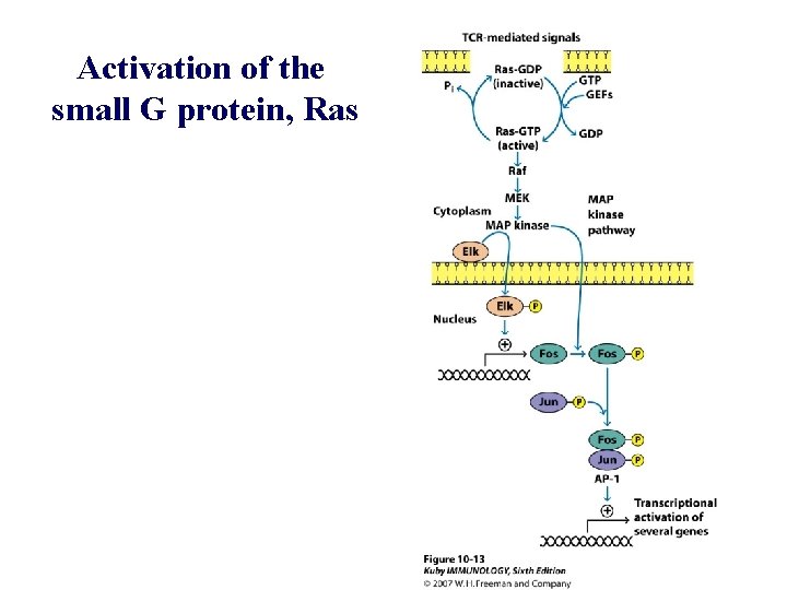 Activation of the small G protein, Ras 