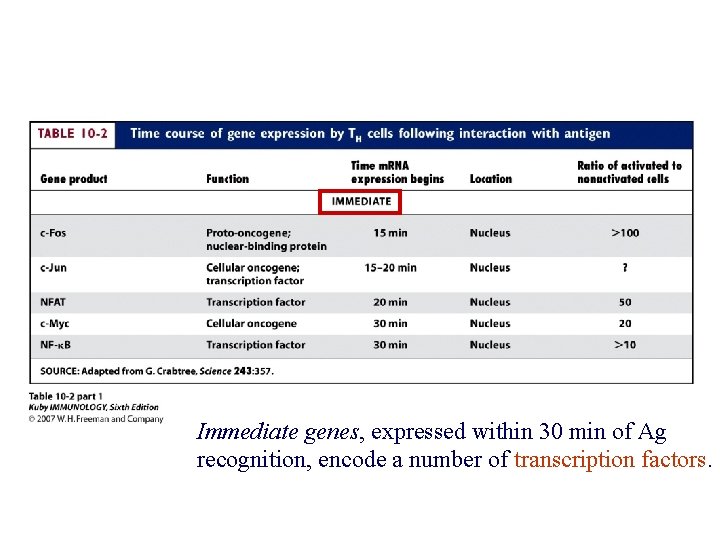 Immediate genes, expressed within 30 min of Ag recognition, encode a number of transcription