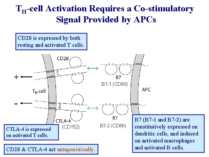TH-cell Activation Requires a Co-stimulatory Signal Provided by APCs CD 28 is expressed by