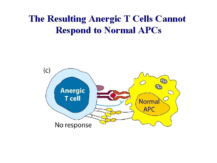 The Resulting Anergic T Cells Cannot Respond to Normal APCs 