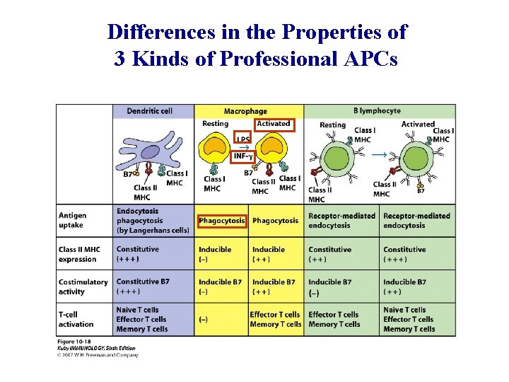 Differences in the Properties of 3 Kinds of Professional APCs 