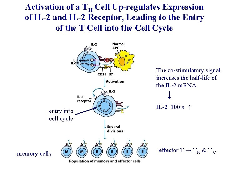 Activation of a TH Cell Up-regulates Expression of IL-2 and IL-2 Receptor, Leading to