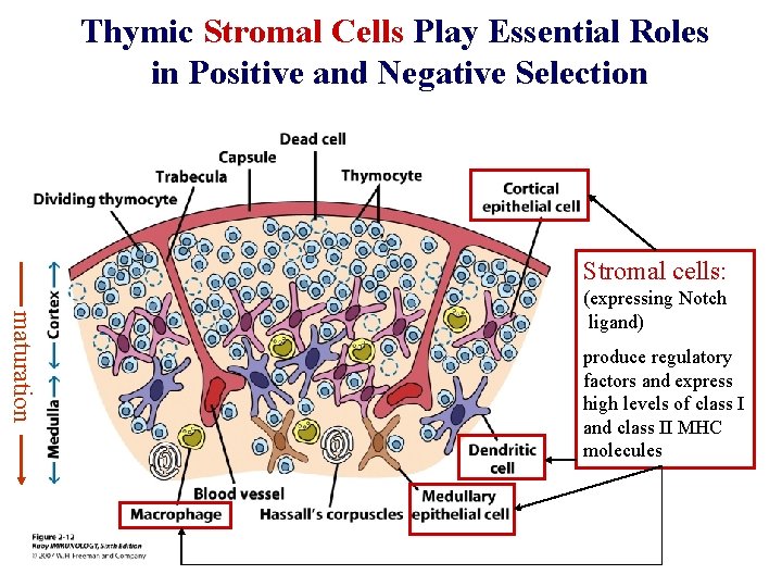 Thymic Stromal Cells Play Essential Roles in Positive and Negative Selection Stromal cells: maturation