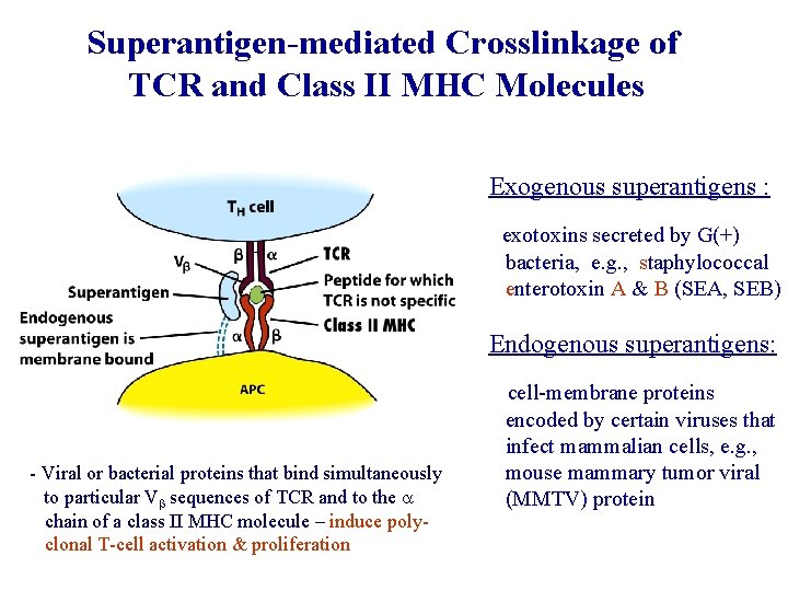 Superantigen-mediated Crosslinkage of TCR and Class II MHC Molecules Exogenous superantigens : exotoxins secreted