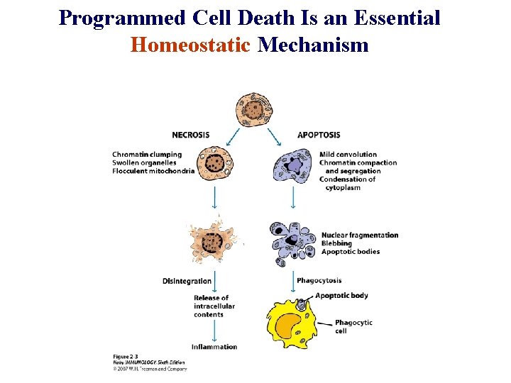 Programmed Cell Death Is an Essential Homeostatic Mechanism 