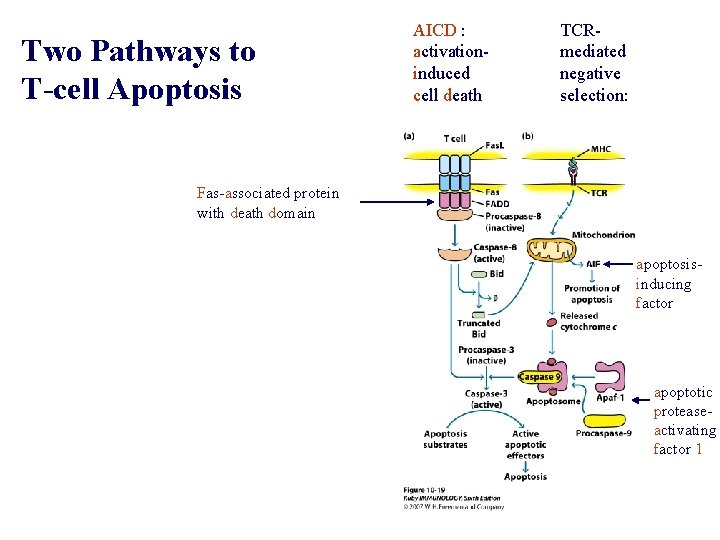 Two Pathways to T-cell Apoptosis AICD : activationinduced cell death TCRmediated negative selection: Fas-associated