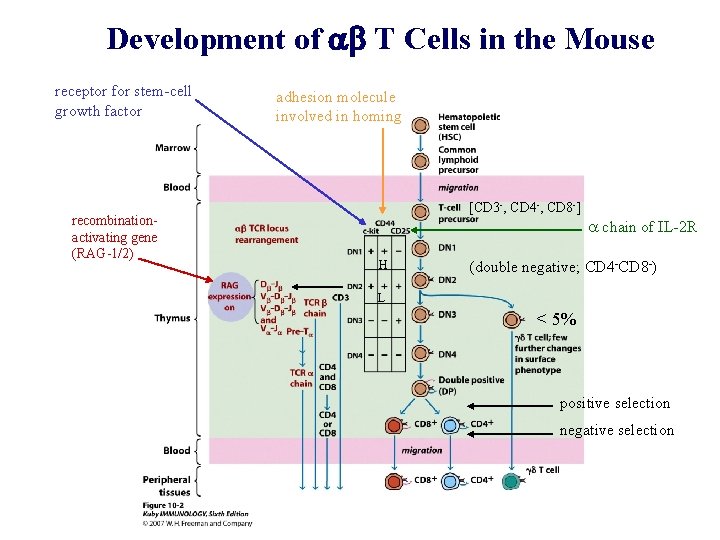 Development of ab T Cells in the Mouse receptor for stem-cell growth factor recombinationactivating