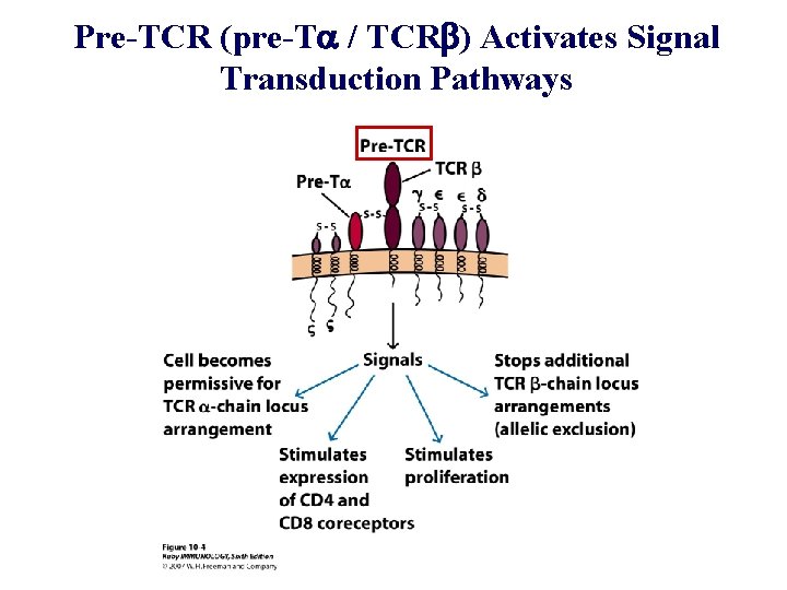 Pre-TCR (pre-Ta / TCRb) Activates Signal Transduction Pathways 