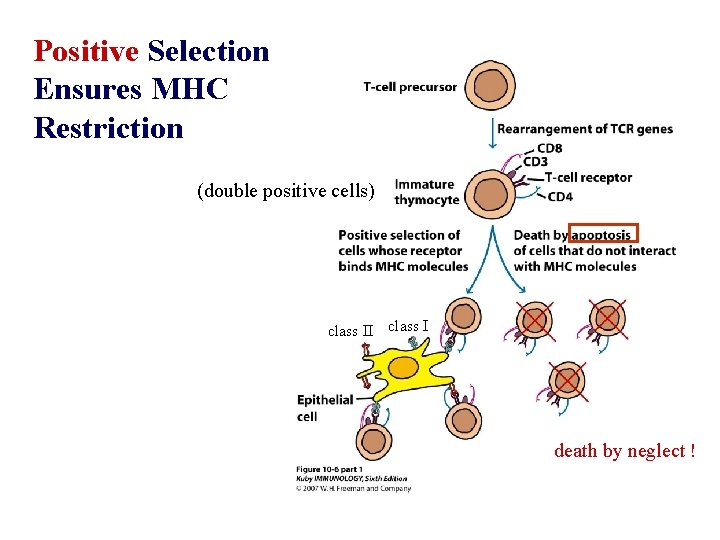 Positive Selection Ensures MHC Restriction (double positive cells) class II class I death by