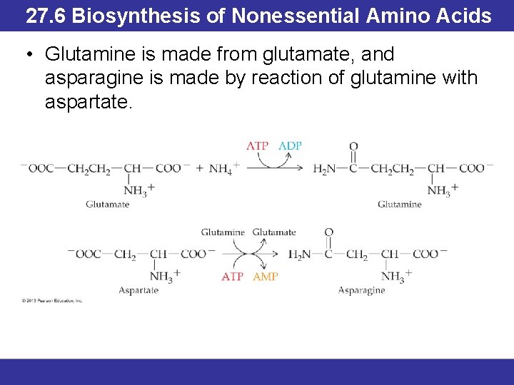 Outline 27 1 Digestion Of Proteins 27 2