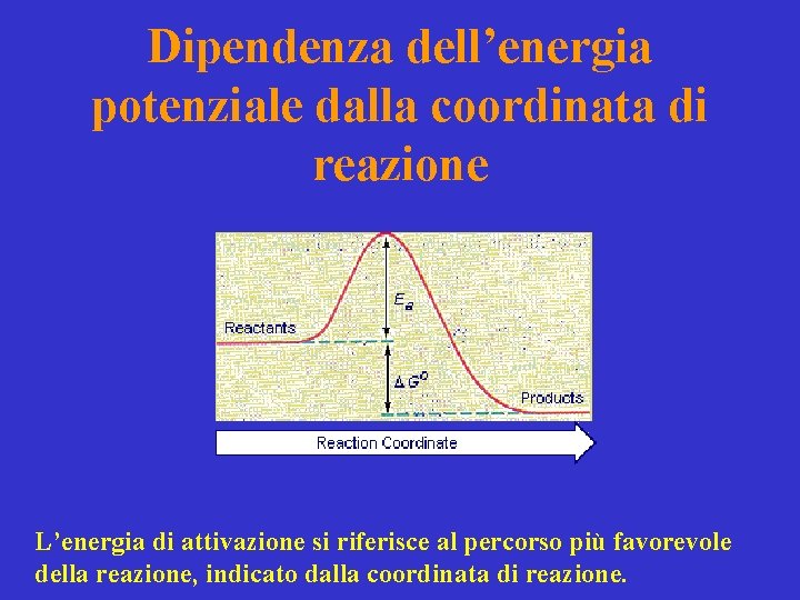 Dipendenza dell’energia potenziale dalla coordinata di reazione L’energia di attivazione si riferisce al percorso