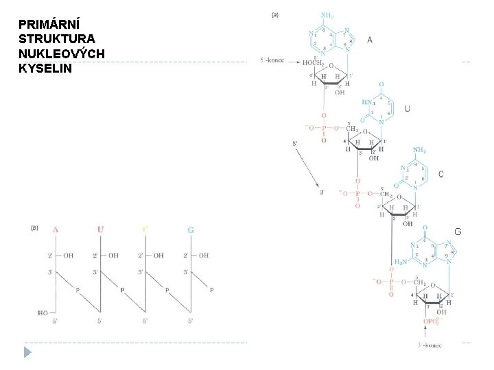 PRIMÁRNÍ STRUKTURA NUKLEOVÝCH KYSELIN G 