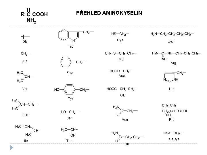 PŘEHLED AMINOKYSELIN Cys Gly Lys Trp Met Ala Phe Asp Val His Tyr Leu