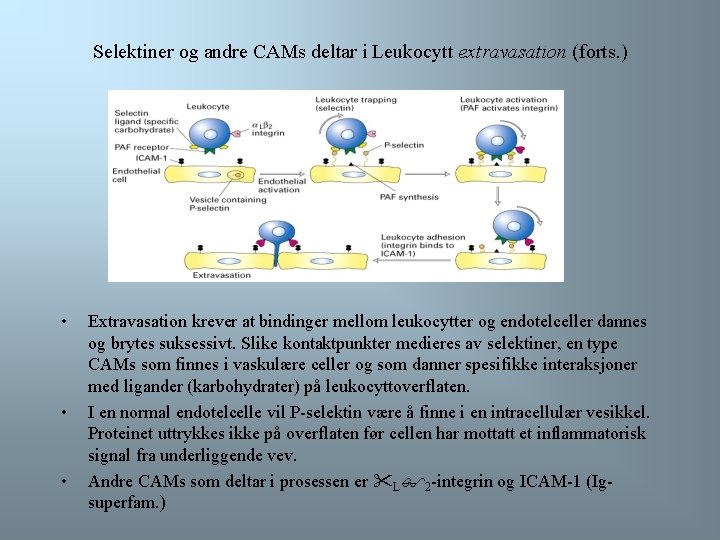Selektiner og andre CAMs deltar i Leukocytt extravasation (forts. ) • • • Extravasation