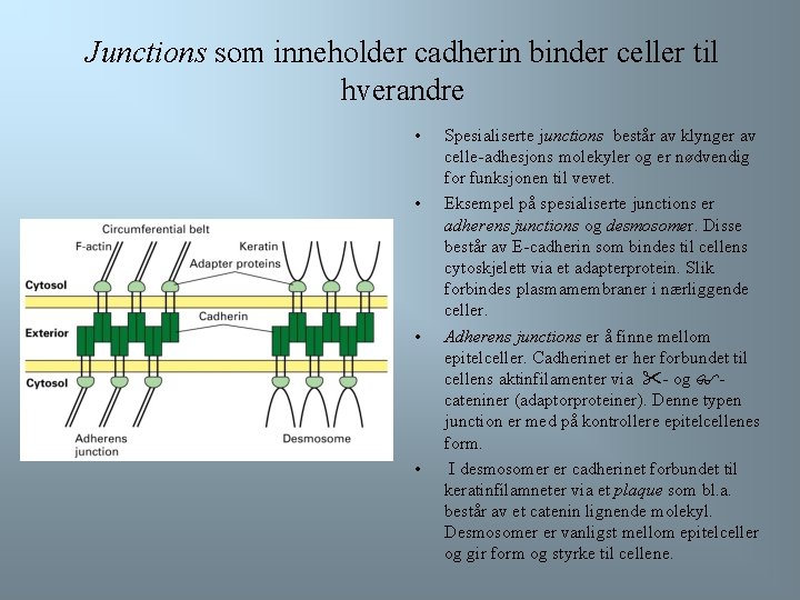 Junctions som inneholder cadherin binder celler til hverandre • • Spesialiserte junctions består av