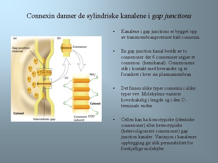 Connexin danner de sylindriske kanalene i gap junctions • Kanalene i gap junctions er
